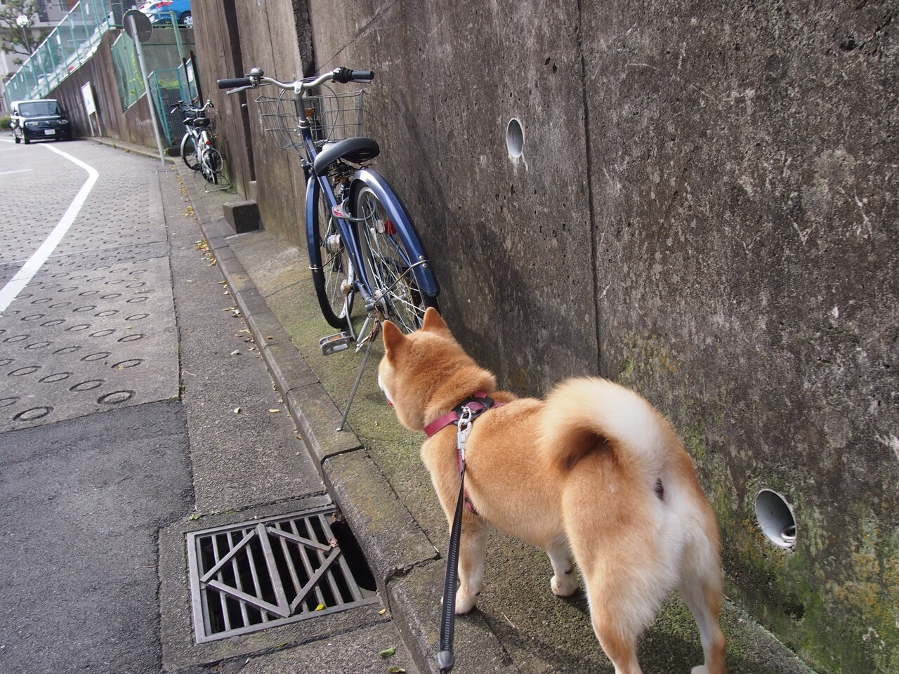 开云体育-冰岛维京战吼犹在耳畔，阿坎吉已为北欧防线写下新序章