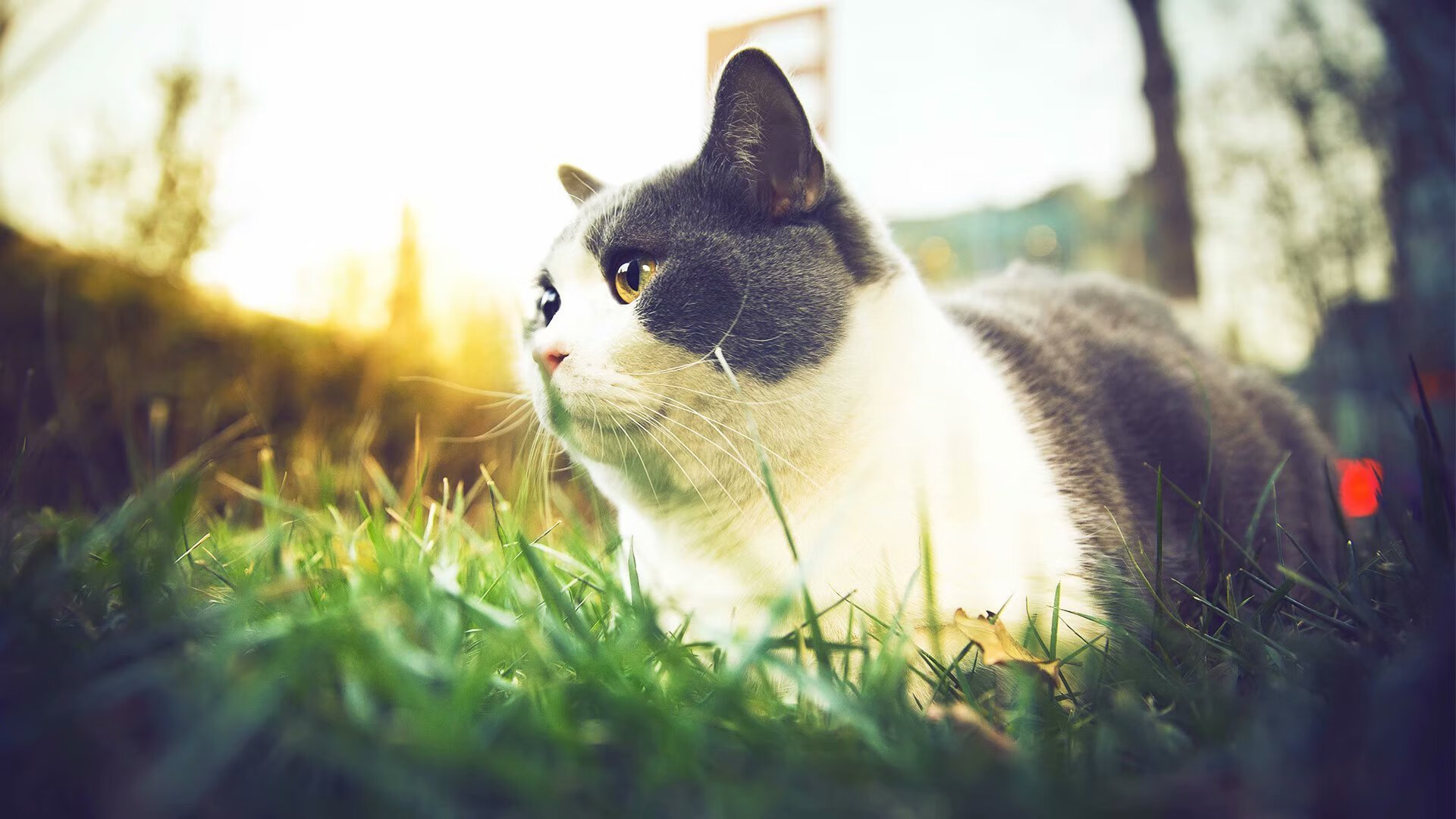 雷霆一击，班凯罗的关键时刻，奇才客场险胜火箭