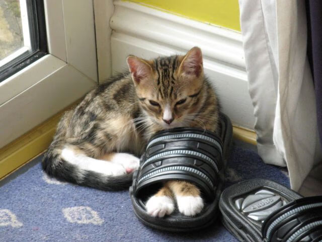 开云APP-红袍绝杀蓝网，当哈登的宿命在罚球线上等待审判