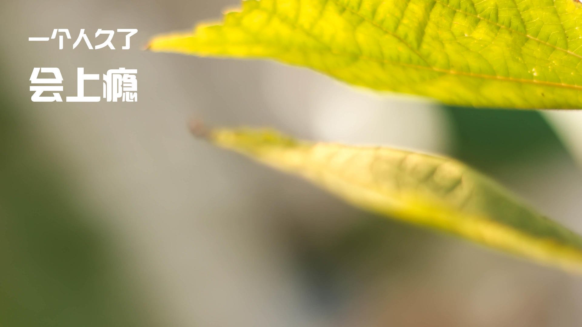 班凯罗关键回合显神威,辽宁队收割尼克斯夺胜局