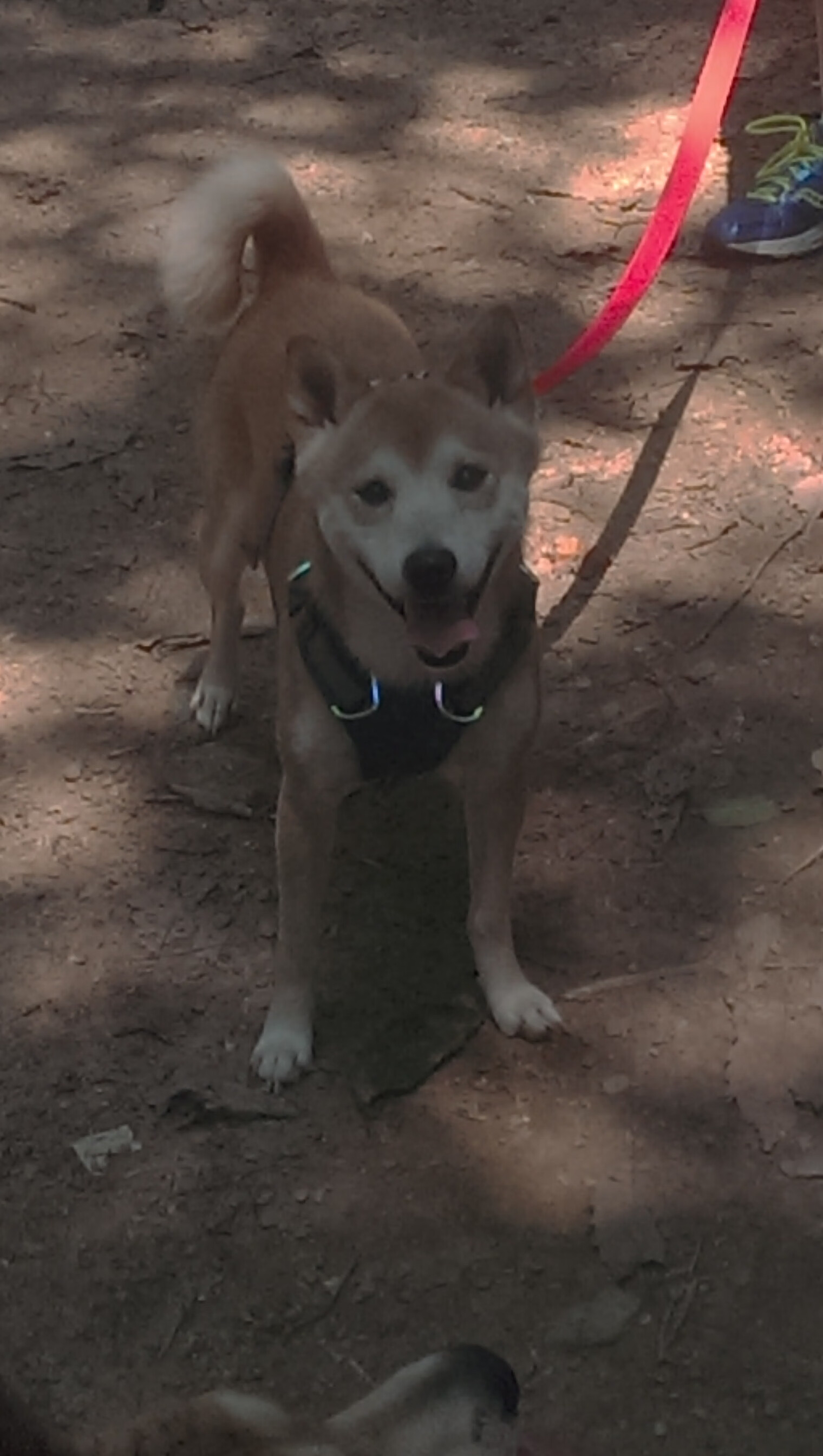 开云体育官网-绝杀与接管,揭示超级巨星核心之力的终极奥秘