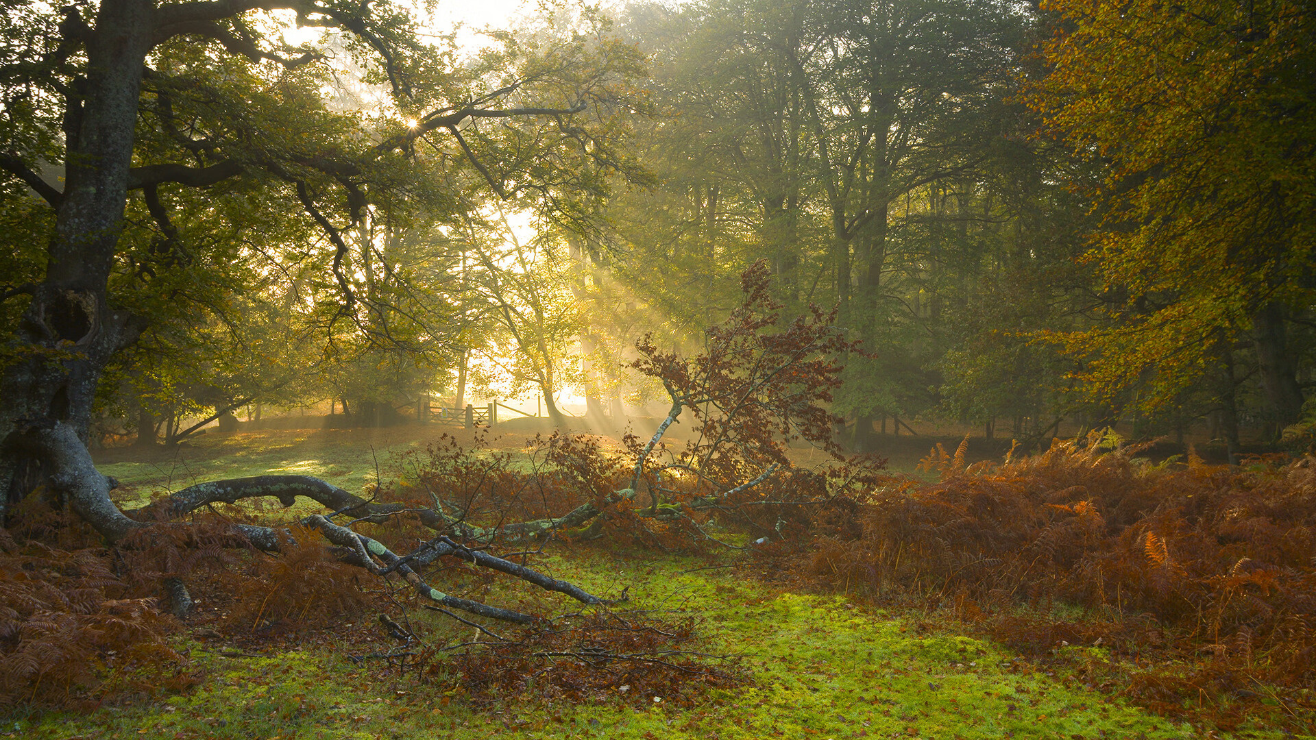 开云体育平台APP-从萨克拉门托到世界之巅,当国王逆转黄蜂,贝恩于2026接管赛场