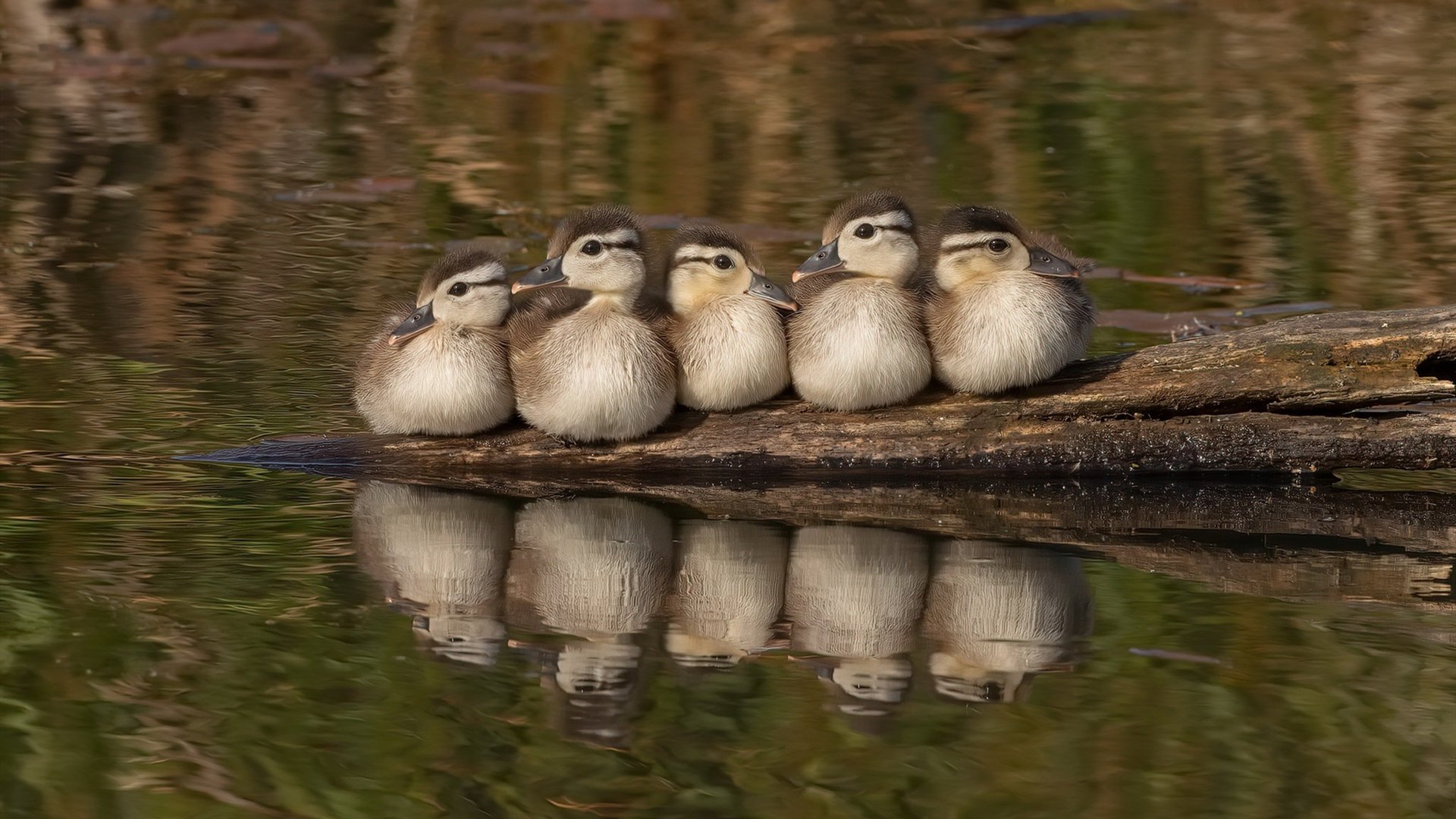 开云体育-当穆里尼奥遇见萨迦,英超争冠与冰岛血拼比利时的双重隐喻