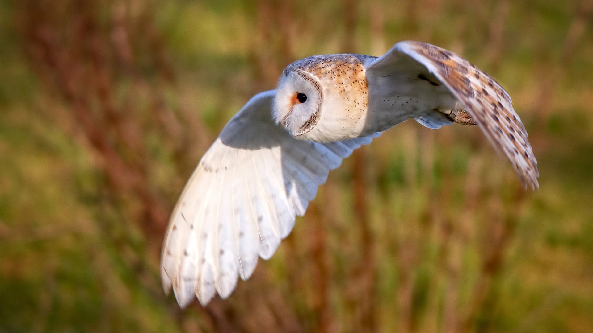 南半球远征,帕尔默的魔法时刻,切尔西在新西兰的战术宣言