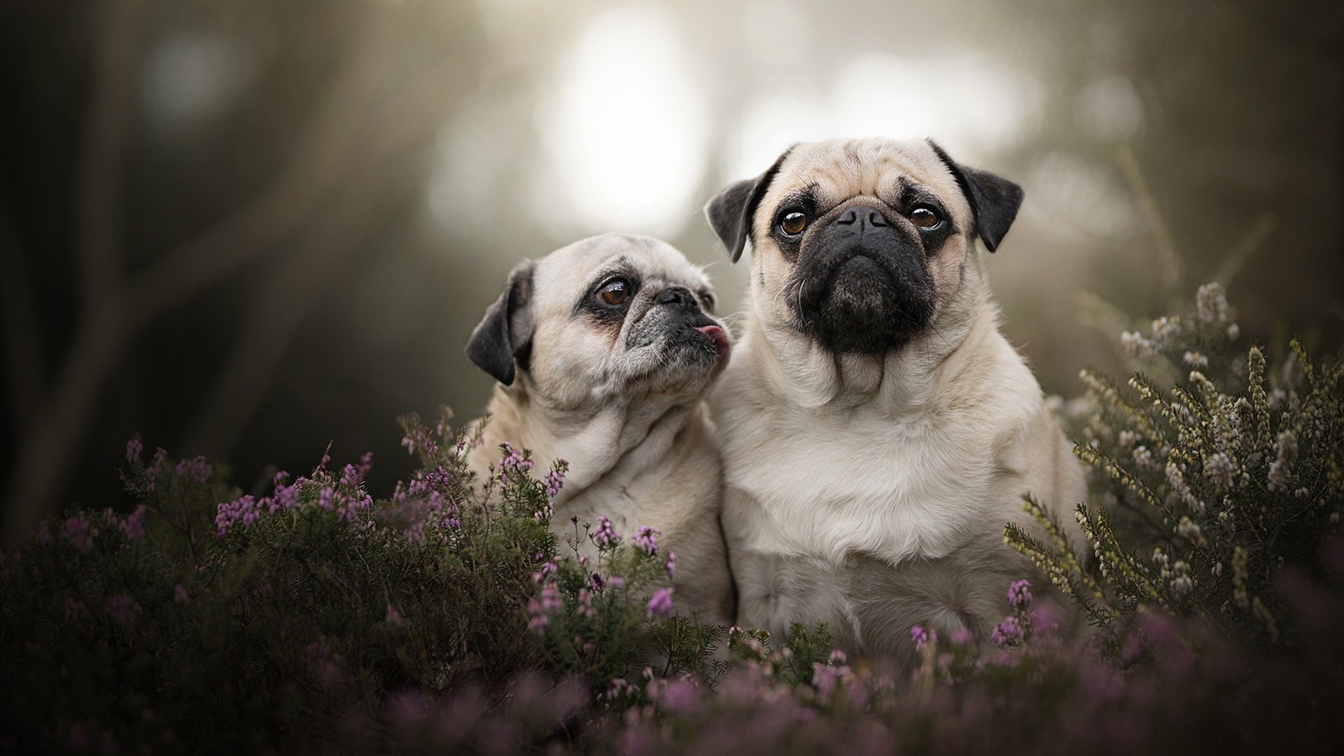 潘帕斯与维苏威的对话，哈弗茨足球生涯的密码，在一场不存在的比赛中被破译