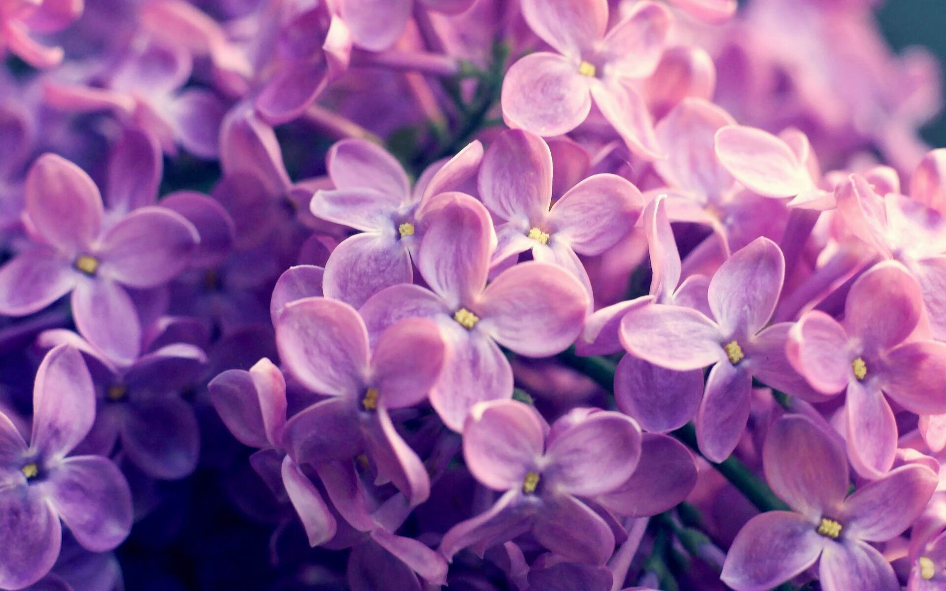 冰与火之歌，当葡萄牙的烈焰吞没郁金香，拉什福德在另一边独自加冕