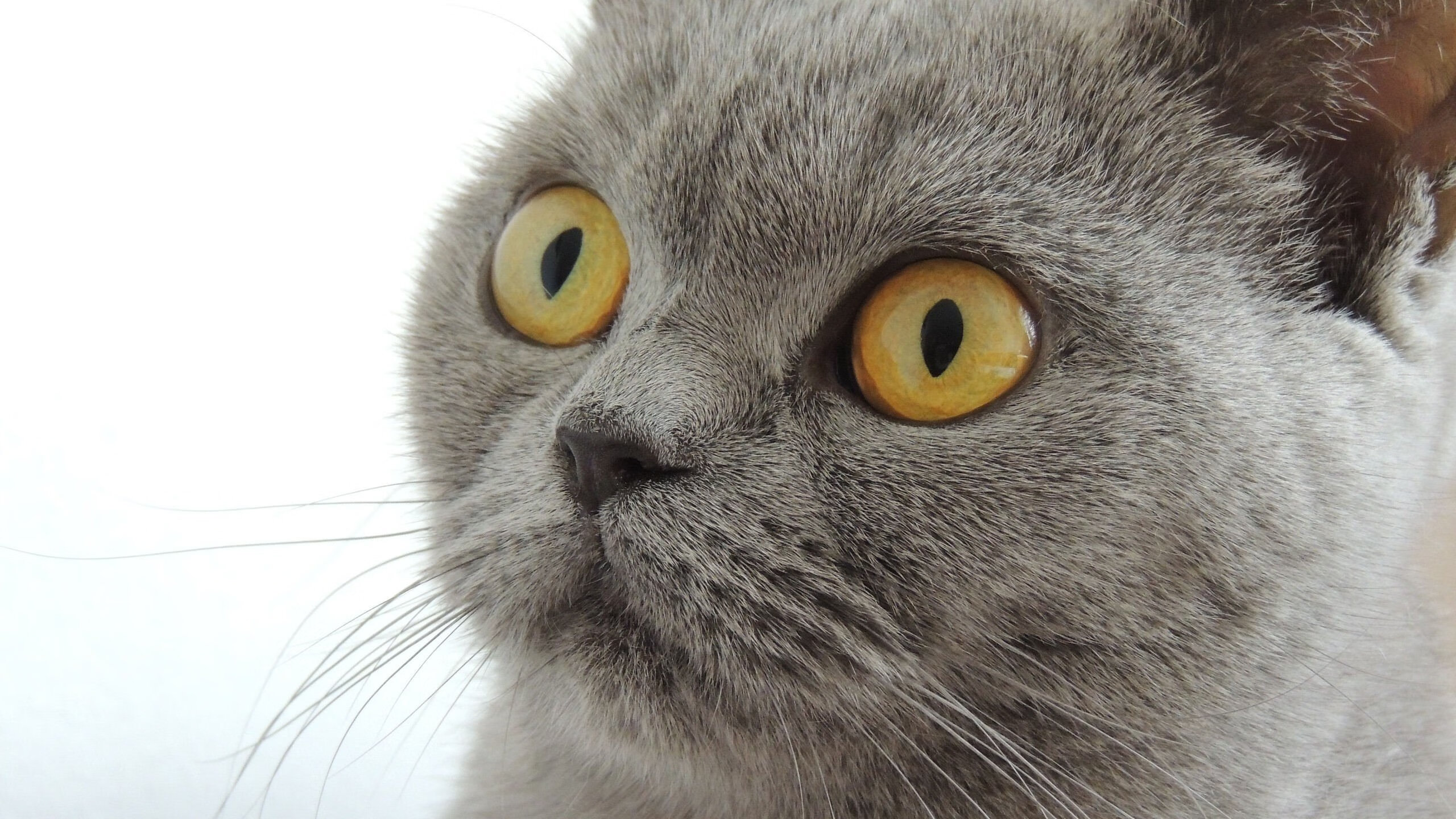 开云官网-铁血防守与淬火尖刀,尼斯窒息式战术铸就胜局,劳塔罗化身胜负手