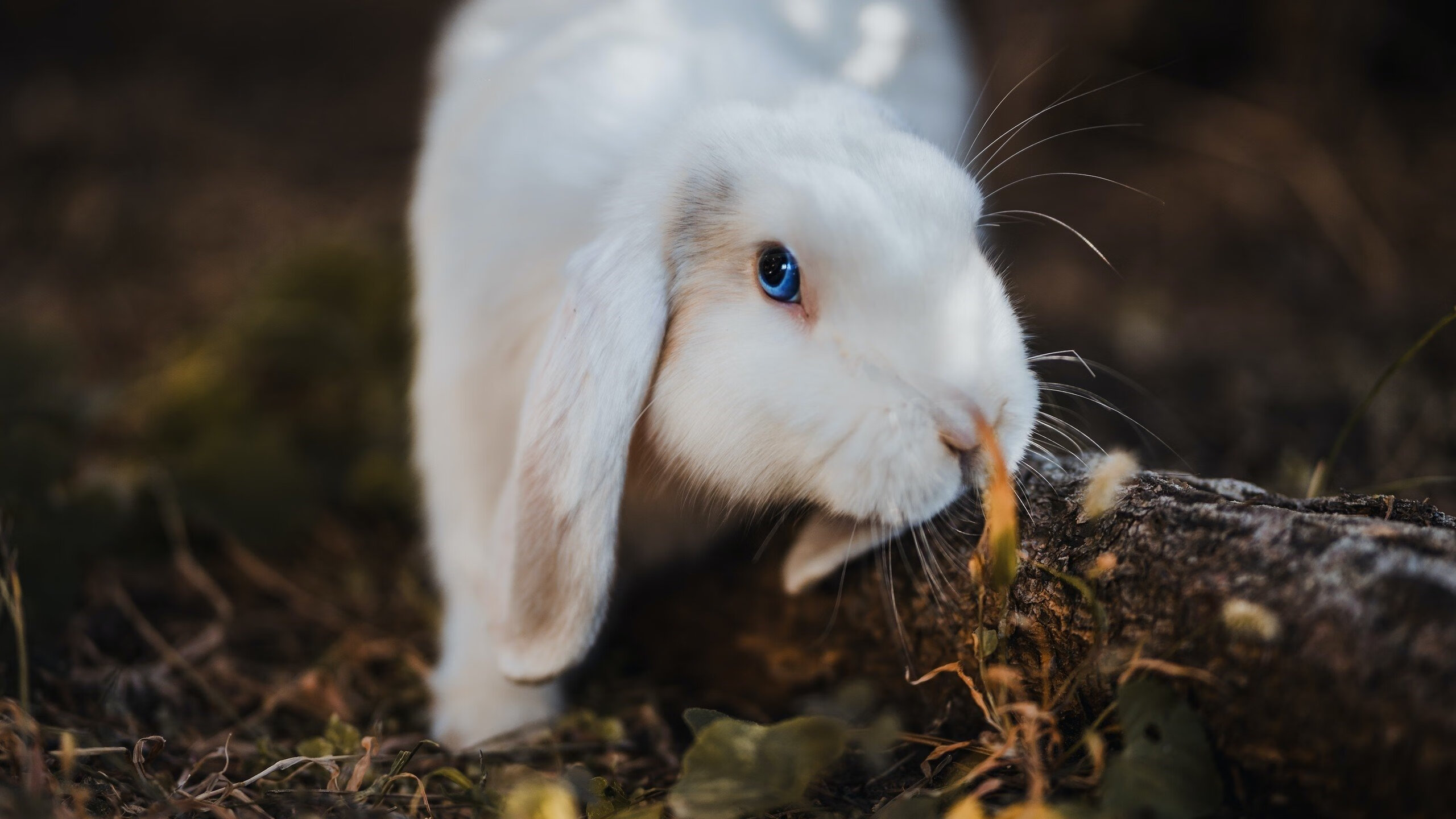 开云体育app-关键战夜，手术刀出鞘，基耶萨的压制级表演如何为意大利精密机器注入灵魂