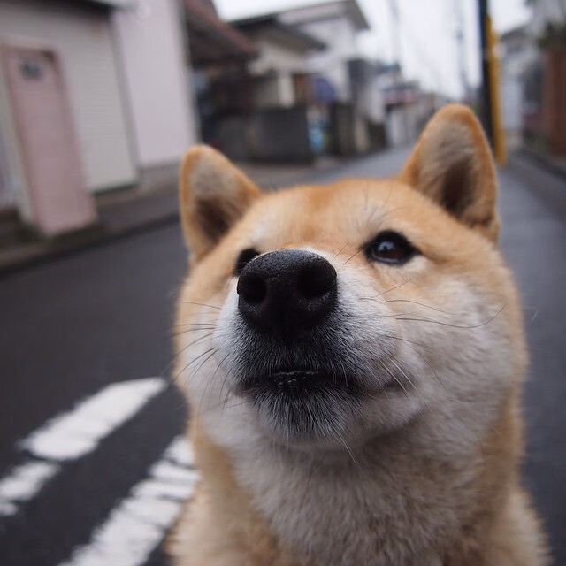 铁骨精魂!小贾伦稳定输出不掉线,广厦爆冷黄蜂展露峥嵘