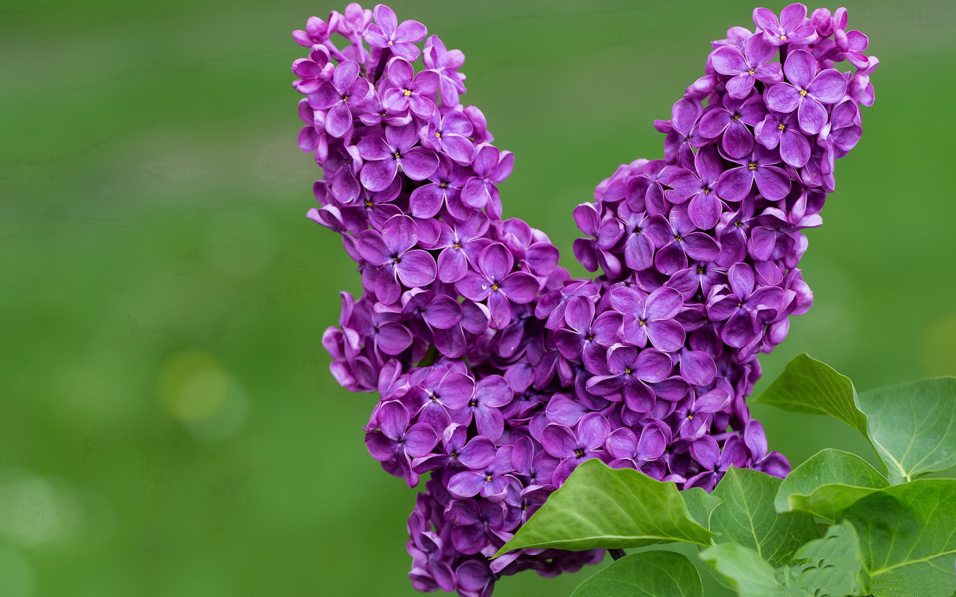 铁骨精魂!小贾伦稳定输出不掉线,广厦爆冷黄蜂展露峥嵘