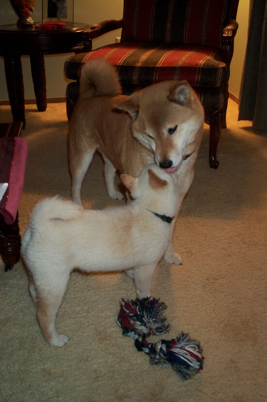 光明与暗战,东契奇的交响曲与尼克斯的求生记