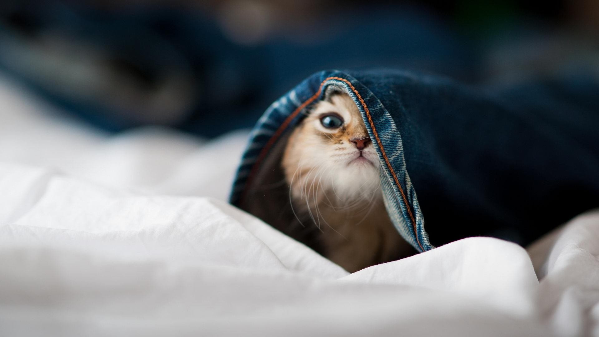 新疆闪电战击溃76人，布克影子战术颠覆认知