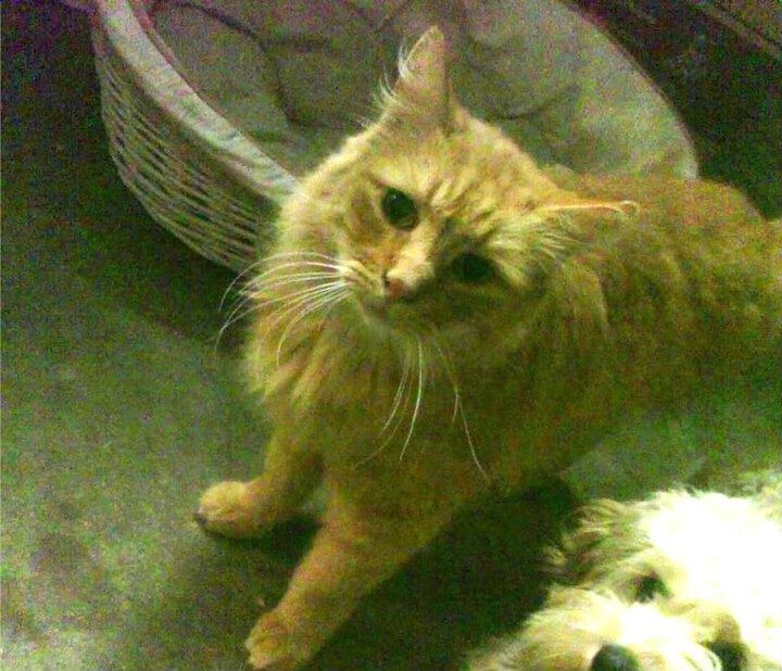 当足球遇上篮球，西甲国家德比之夜，看约基奇如何在大舞台闪耀