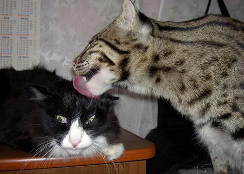 星月同辉，西决生死夜，格列兹曼是马竞不落的引航星